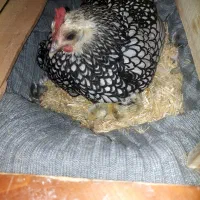 مرغ و خروس سبرایت مینیاتوری|حیوانات مزرعه|الیگودرز, |دیوار