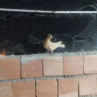 زرد|پرنده|کرمان, |دیوار