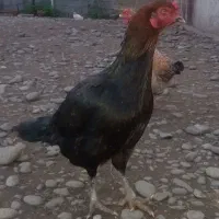 مرغ لاری درشت