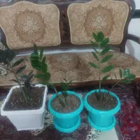 سلام زاموفیلیا سرحال دونه ای 3000000هزار تومان|گل و گیاه طبیعی|بناب, |دیوار