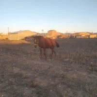 اسب ماده|اسب و تجهیزات اسب‌سواری|اردبیل, |دیوار