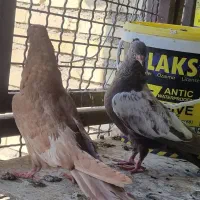 جوجه سینه ای|پرنده|حمیدیه, |دیوار