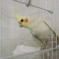 عروس هلندی با قفس