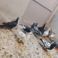 ۱۵تا کفتر بوم