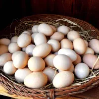 شراکت تخم از شما دستگاه از ما