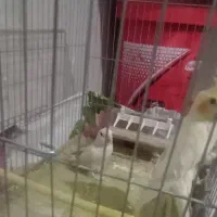 کتوله عروس دستی