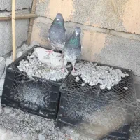 سلام نرماده|پرنده|ایرانشهر, |دیوار