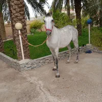 اسب|اسب و تجهیزات اسب‌سواری|کارون, |دیوار