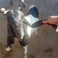 بز نر میش|حیوانات مزرعه|اندیمشک, |دیوار