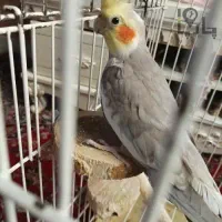 عروس هلندی نر آهویی