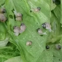 جوجه حلزون البینو رایگان