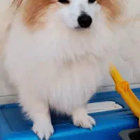 فروش سگ پامر 9ماهه