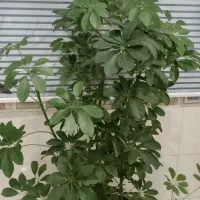 درختچه شفلرا|گل و گیاه طبیعی|بهارستان, |دیوار