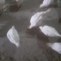 جوجه های دو نیم ماهه(۷۵) روزه