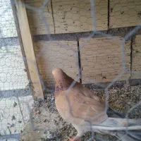 سه تا کفتر سرور عالی