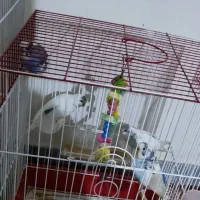 دو جفت مرغ عشق با قفس ۸۰۰