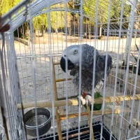 کاسکو /دم قرمز /نر / دو ساله / سخنگو|پرنده|مشهد, فلسطین|دیوار