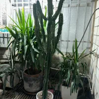 کاکتوس طبیعی
