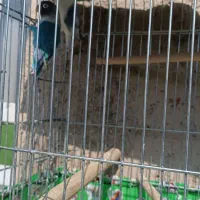 طوطی برزیلی|پرنده|نیریز, |دیوار