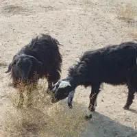 نر و ماده|حیوانات مزرعه|میاندوآب, |دیوار