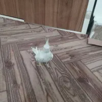 عروس هلندی نر