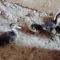 دوتاقوغاز۶تااردک اسرائیلی دوتااردک پکنی|حیوانات مزرعه|جوانرود, |دیوار