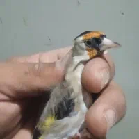 فروش 25عدد سره فروشی|پرنده|ملایر, |دیوار