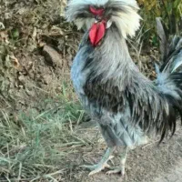 تخم‌ نطفه دار لهستانی کاکل سفید