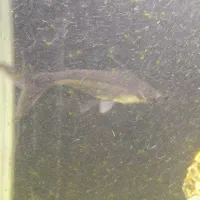 ماهی آکواریومی درشت|ماهی|بجنورد, |دیوار