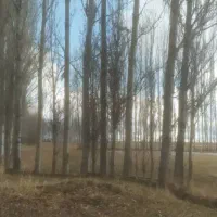 چوب|عمده‌فروشی|دشتک, |دیوار