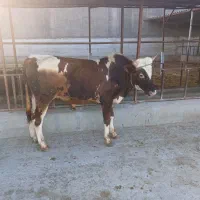 گوساله پرواری|حیوانات مزرعه|پاسارگاد, |دیوار