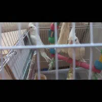 عروس هلندی مولد لوتینومعاوضه باسگ