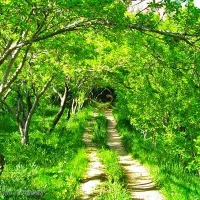 باغبان کلیه خدمات باغبانی