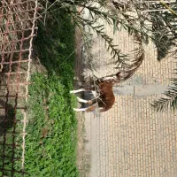 اسب مادیان|اسب و تجهیزات اسب‌سواری|رامهرمز, |دیوار