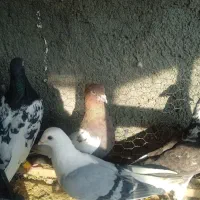 کفتر|پرنده|تربت جام, شاهد|دیوار