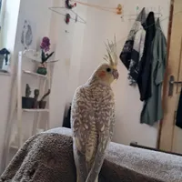 عروس هلندی جوجه ۳ماهه