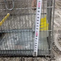 قفس سهره سره فضلی|لوازم جانبی حیوانات|ری, دولتآباد|دیوار