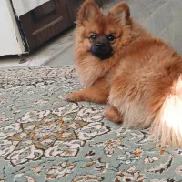 فروش سگ پامر