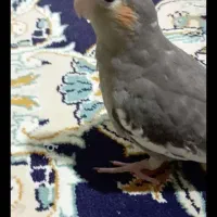 عروس هلندی جفت سه ماهه