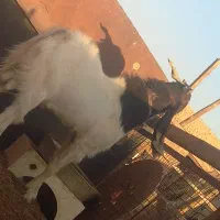 آراس نر بز پاکستانی اصل با ۳راس بزغاله نر پاکستانی|حیوانات مزرعه|گرمسار, |دیوار