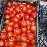 گوجه درجه ۱