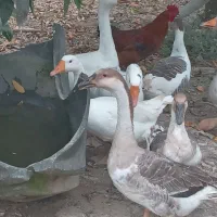 فروش ۷ عدد غاز ‌وقوغاز|حیوانات مزرعه|طبقده, |دیوار