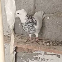 کبوتر طوقی الماسی