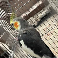 عروس هلندی جفت
