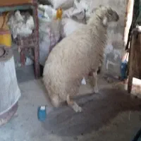 بره پر گوشت وسالم مخصوص نذری|حیوانات مزرعه|باوی, |دیوار