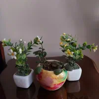 گل و گلدان بزرگ طبیعی پتوس|گل و گیاه طبیعی|تهران, ستارخان|دیوار