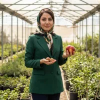 فروش نهال صنوبر کبوده با چک و مرکبات در مازندران|گل و گیاه طبیعی|ساری, |دیوار