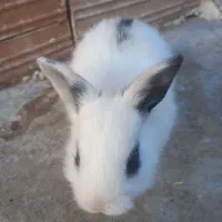 خرگوش لوپ و معمولی|موش و خرگوش|گرگان, |دیوار