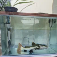 ماهی ردتیل وآکواریوم شرکتی|ماهی|شیراز, کوشک میدان|دیوار