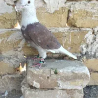 کفتر یا کبوتر|پرنده|تربت‌حیدریه, پائین ولایت|دیوار